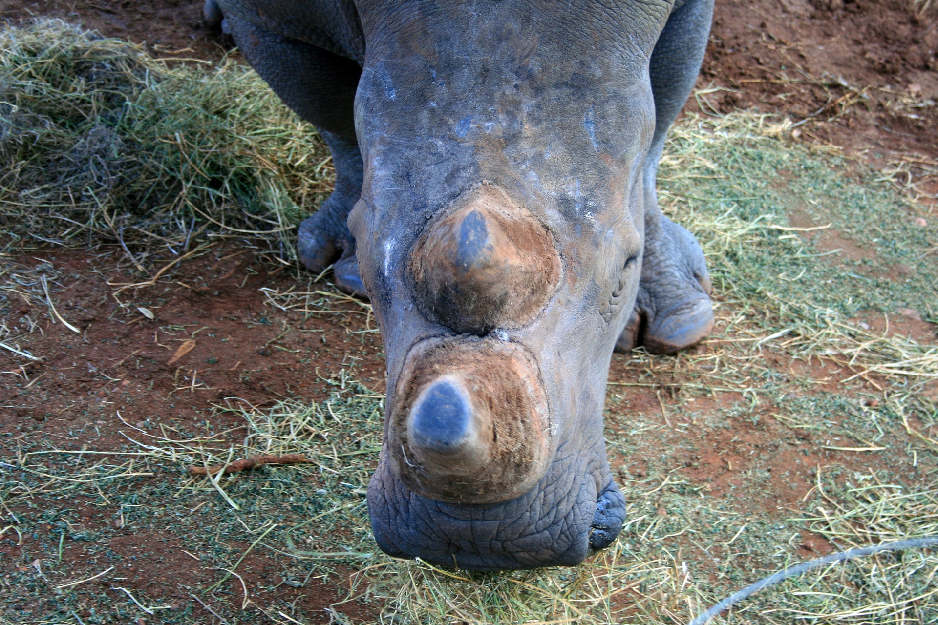 Horn Stumps Of White Rhinoceros