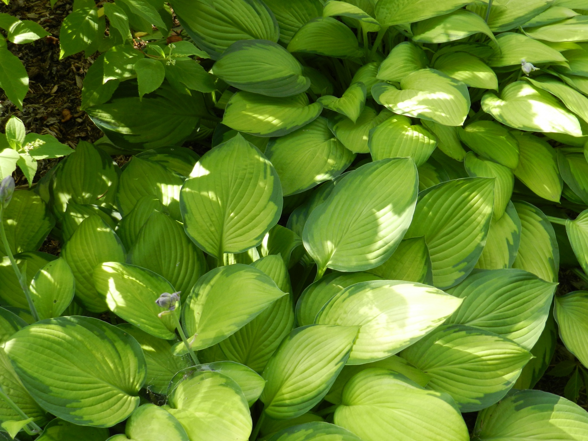 Beautiful hosta plant