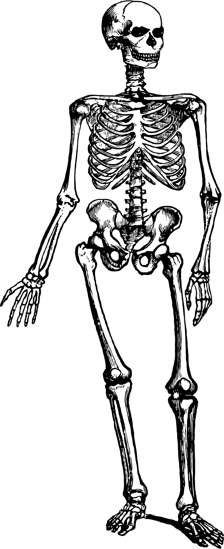 Re digitized vintage public domain illustration of a black and white human skeleton.