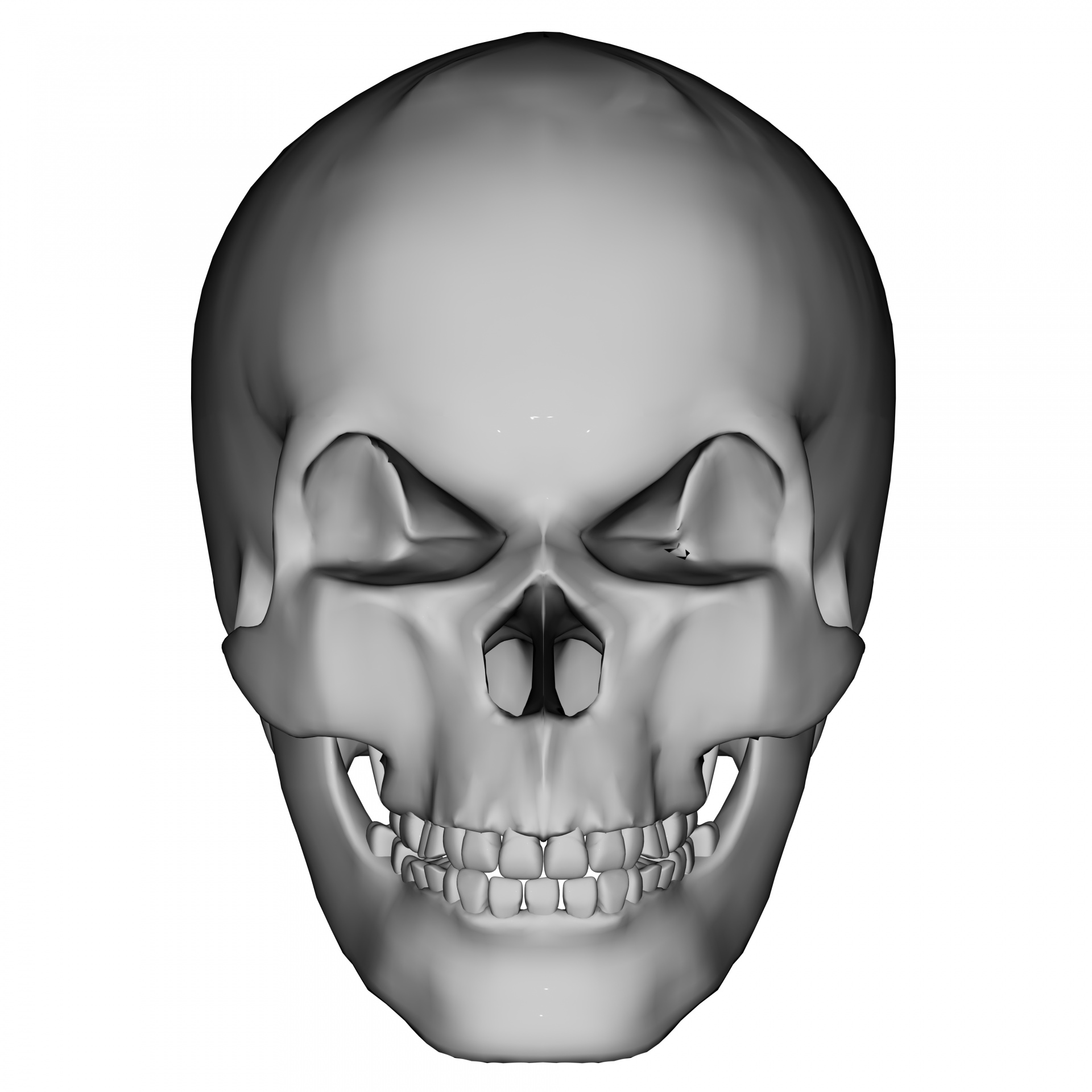 Human Skull 2