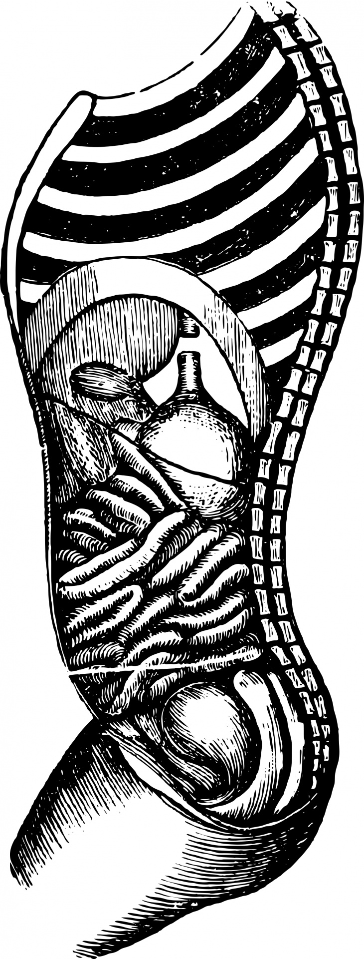 Re digitized vintage public domain illustration of a black and white human internal organs.