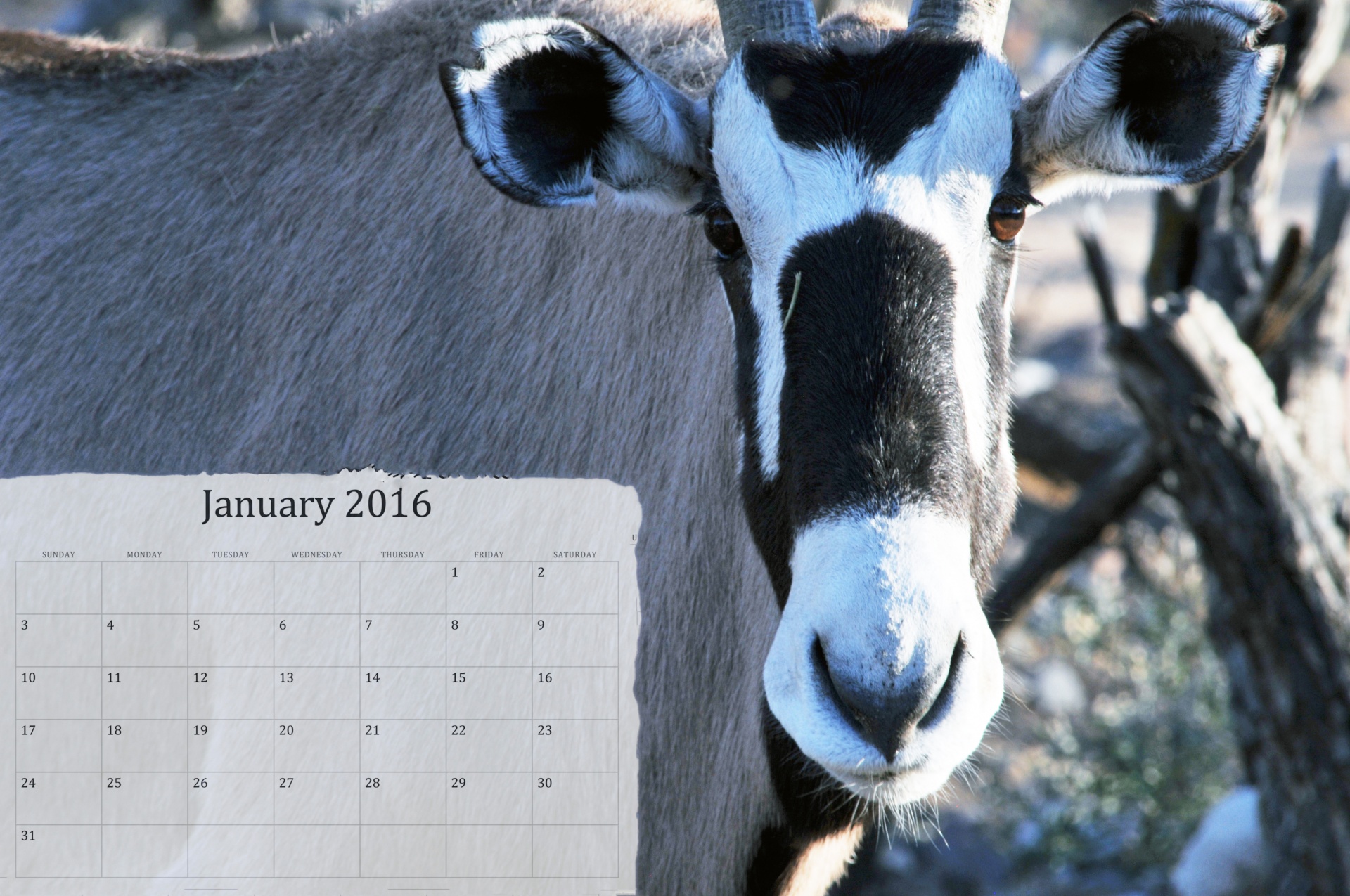 January 2016 Calendar On An Oryx