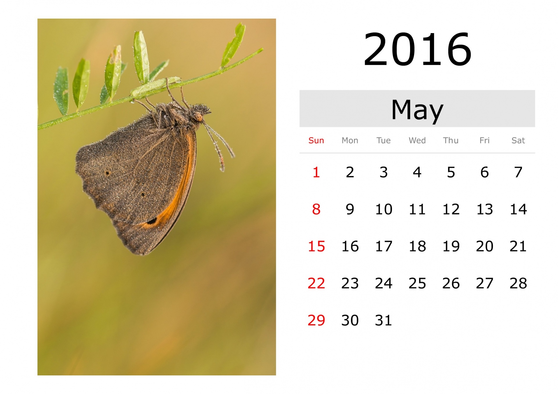 Calendar - May 2016 (English)