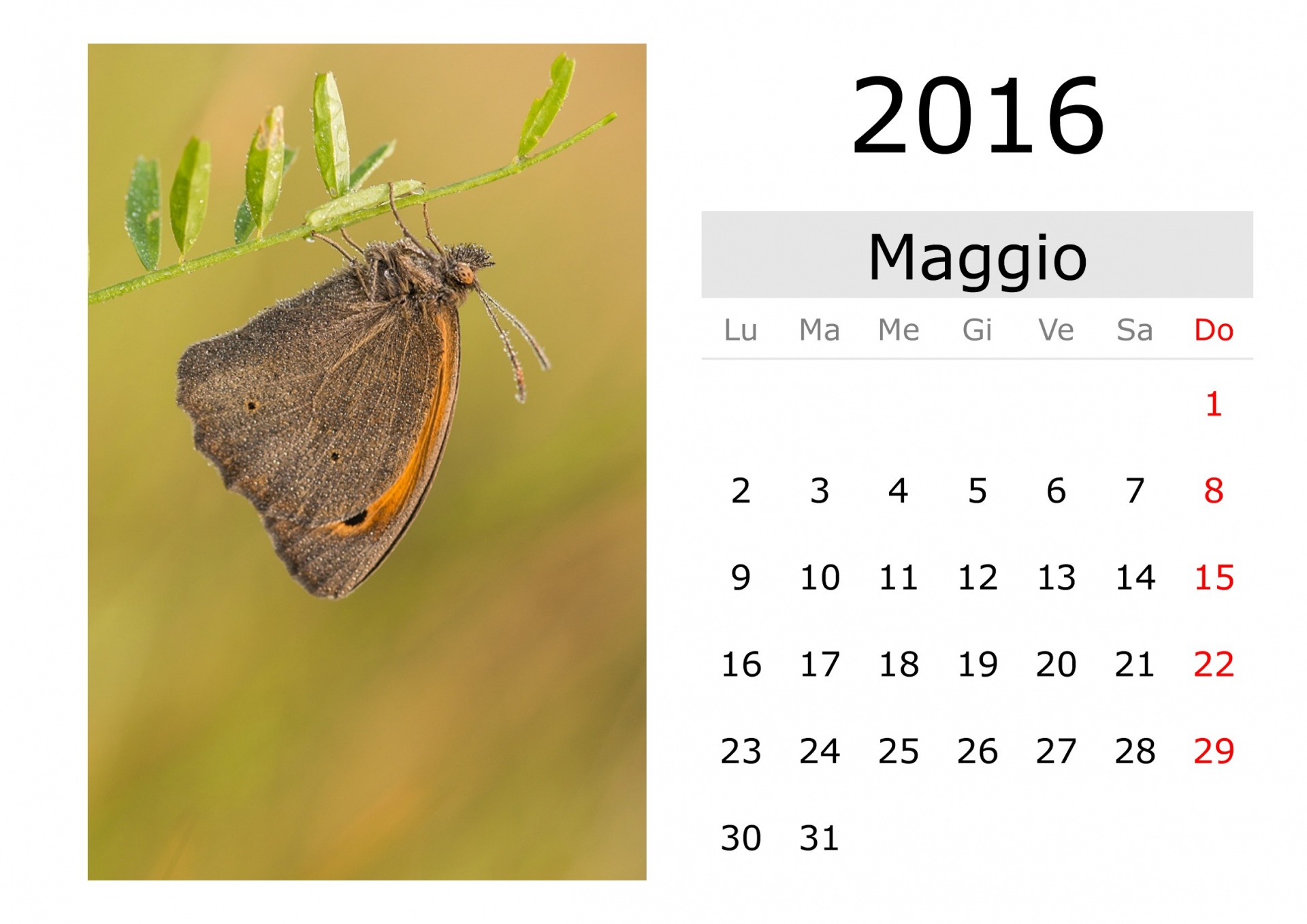 Calendar - May 2016 (Italian)
