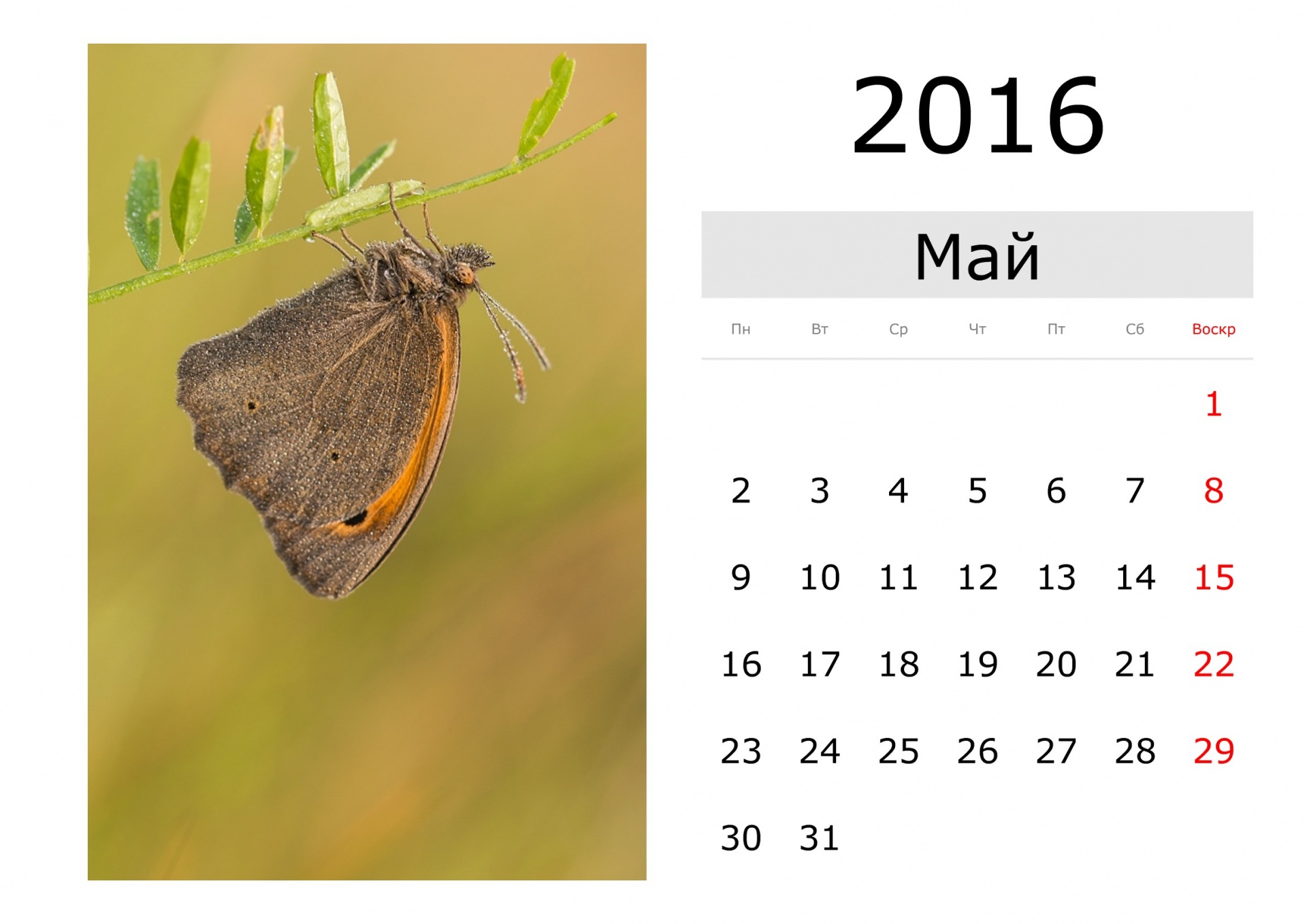 Calendar - May 2016 (Russian)