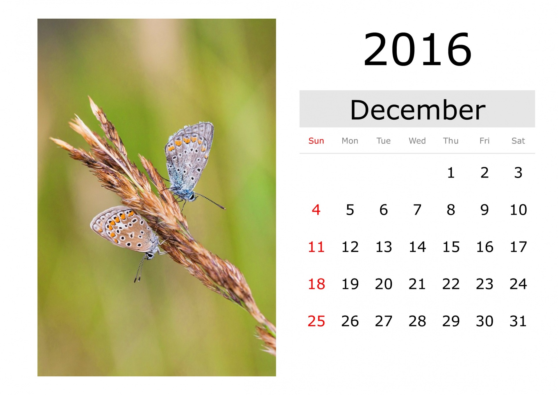 Calendar - December 2016 (English)