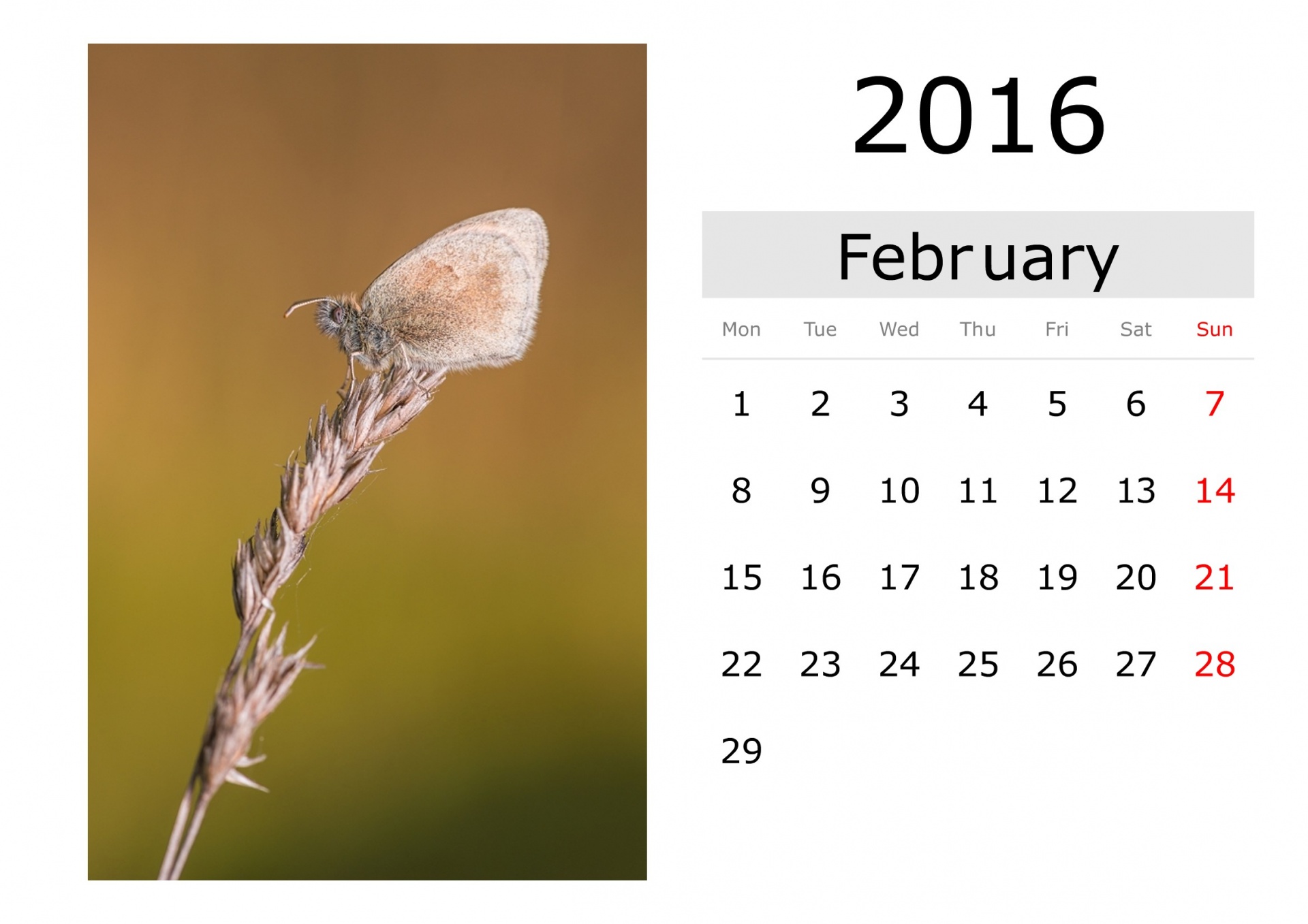 Calendar - February 2016 (English)