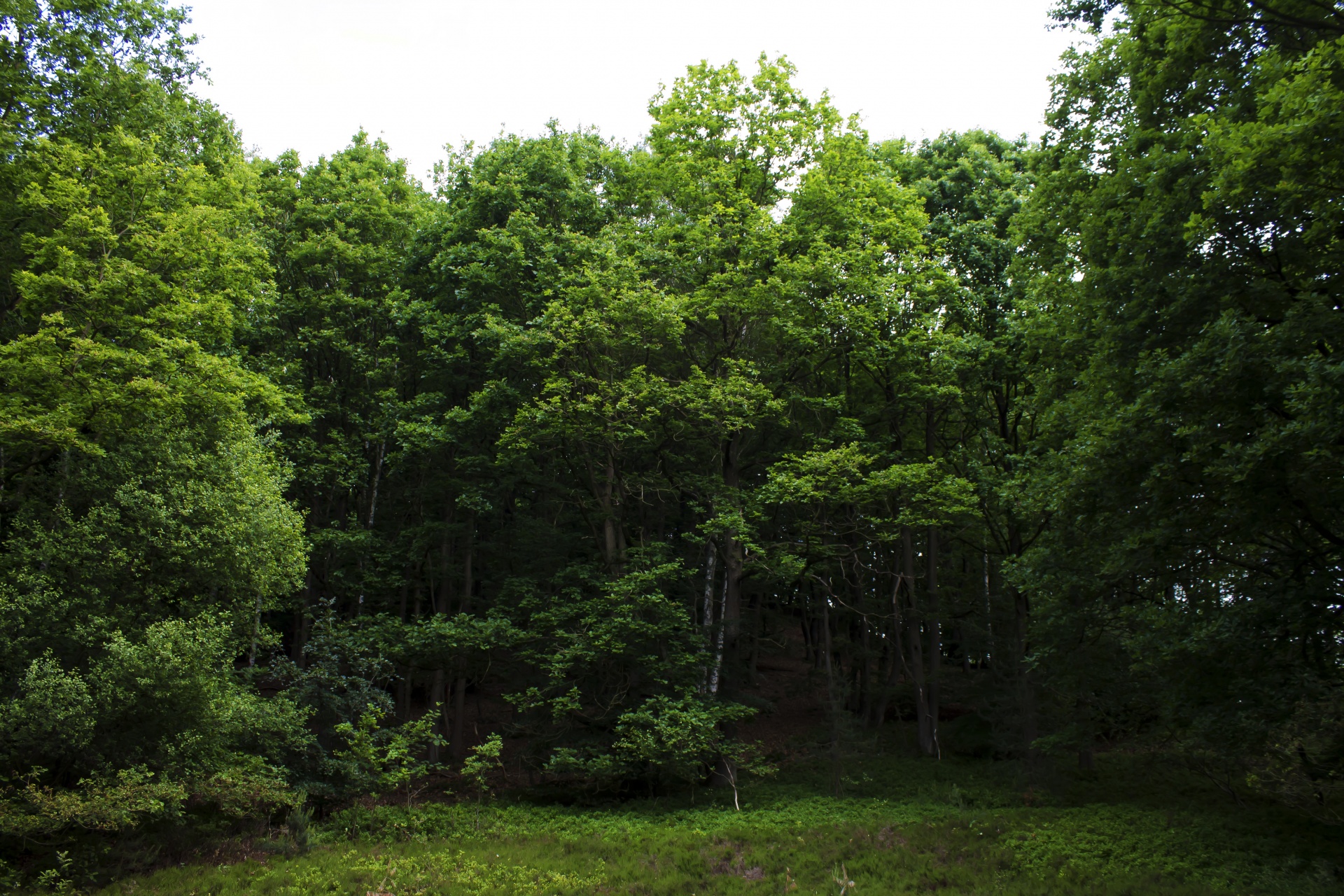 Landscape Forest Trees