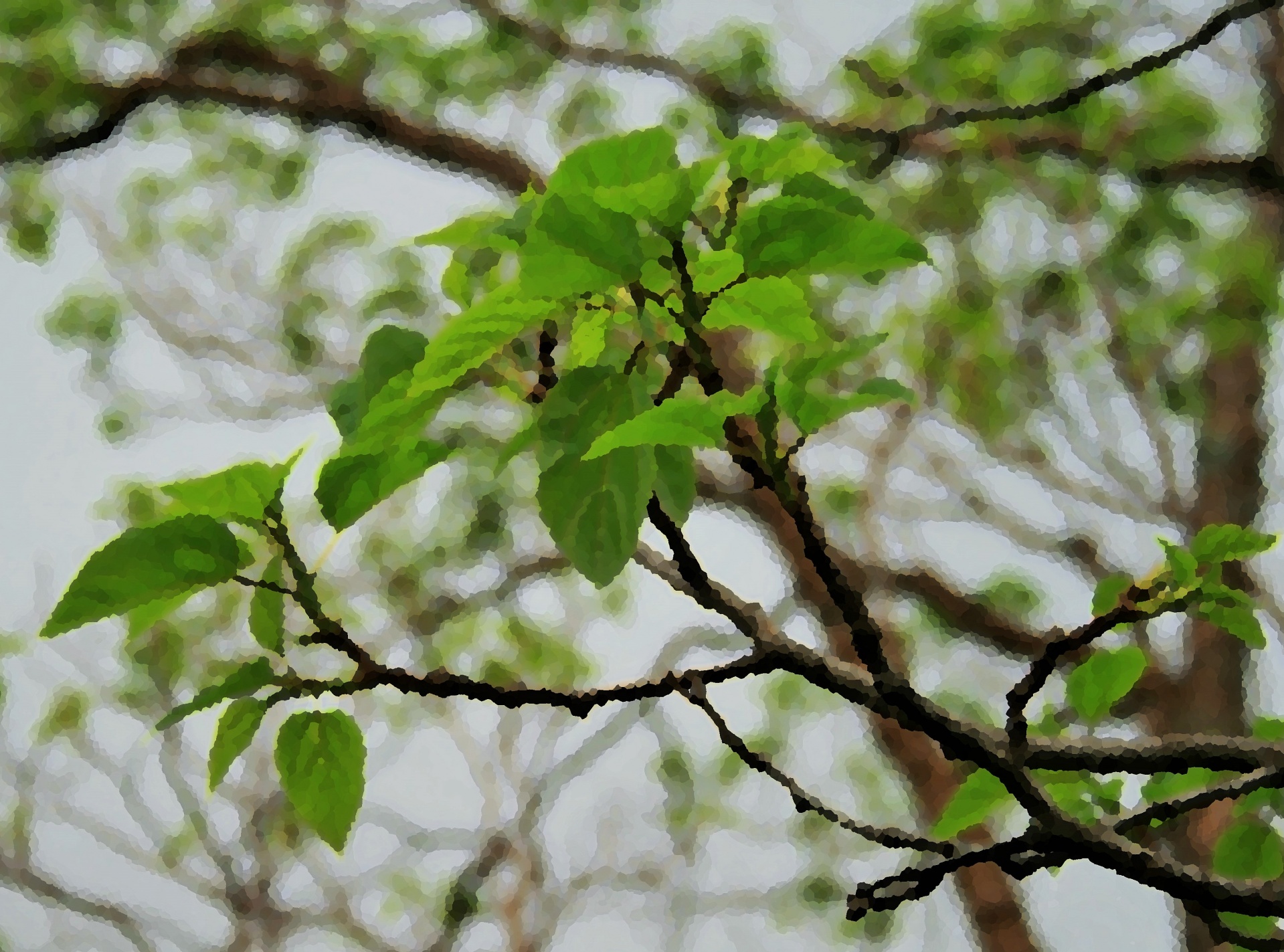 Leaves & Branches