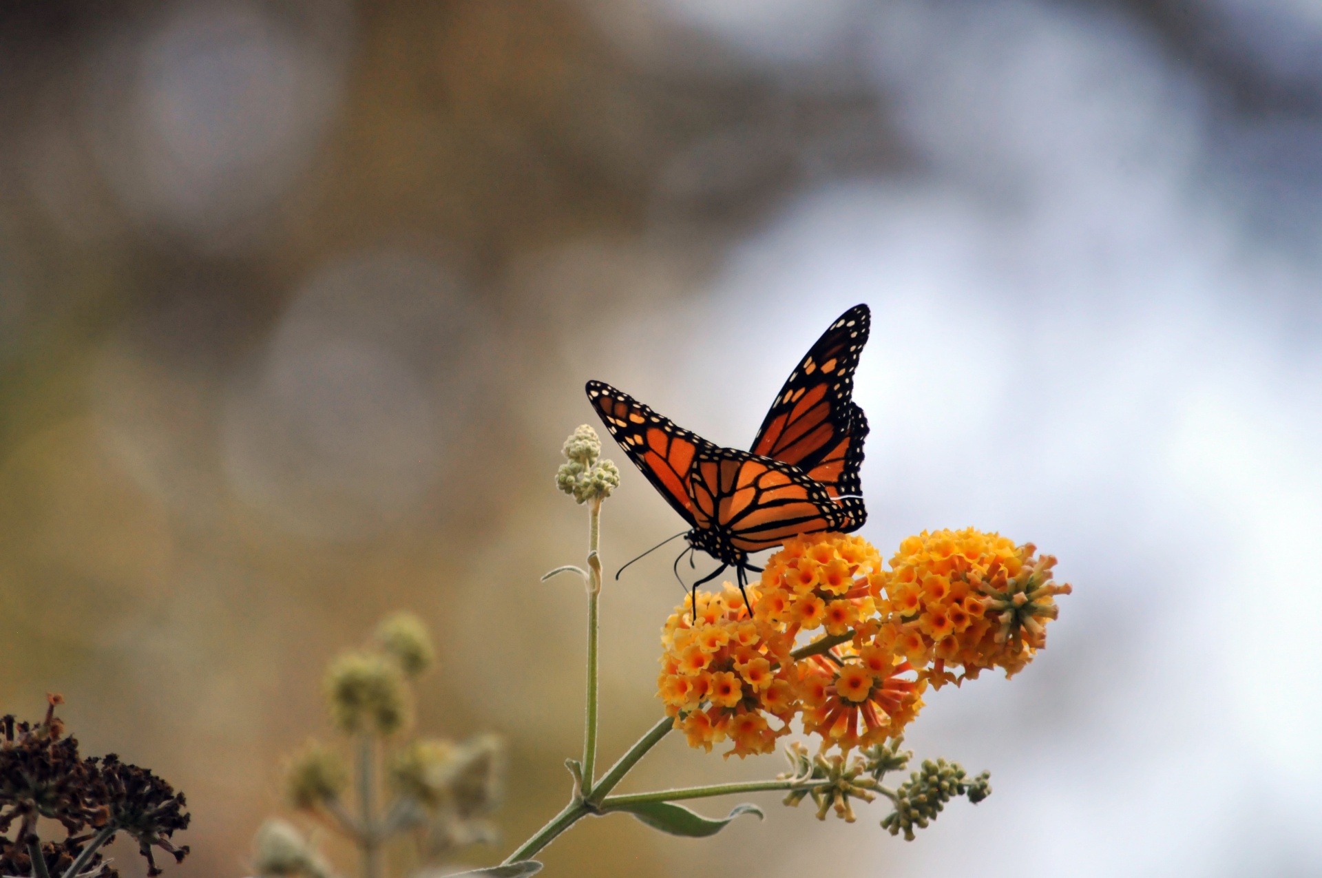 Monarch Butterfly On Yellow Flowers