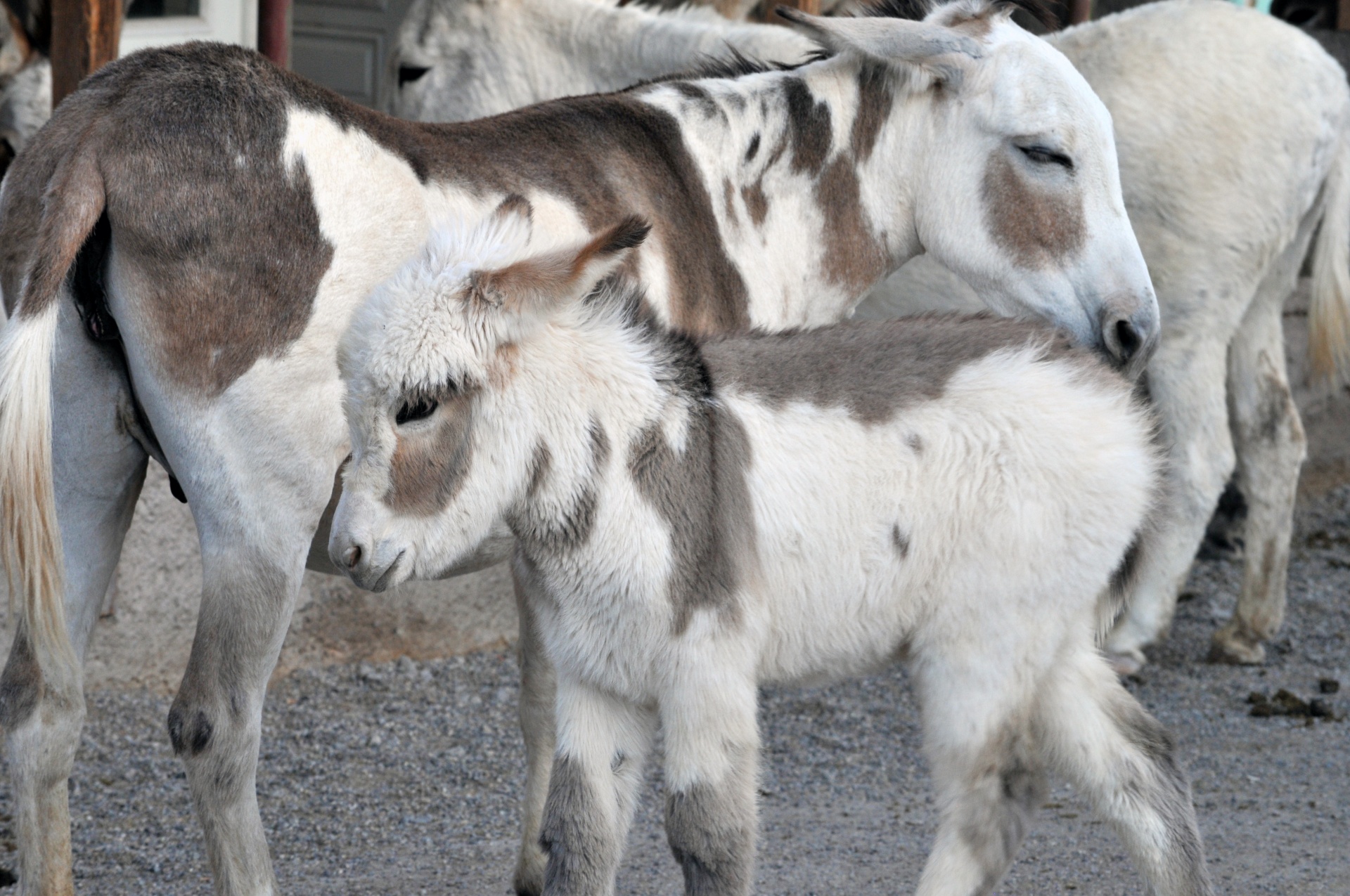 Mother And Baby Donkey