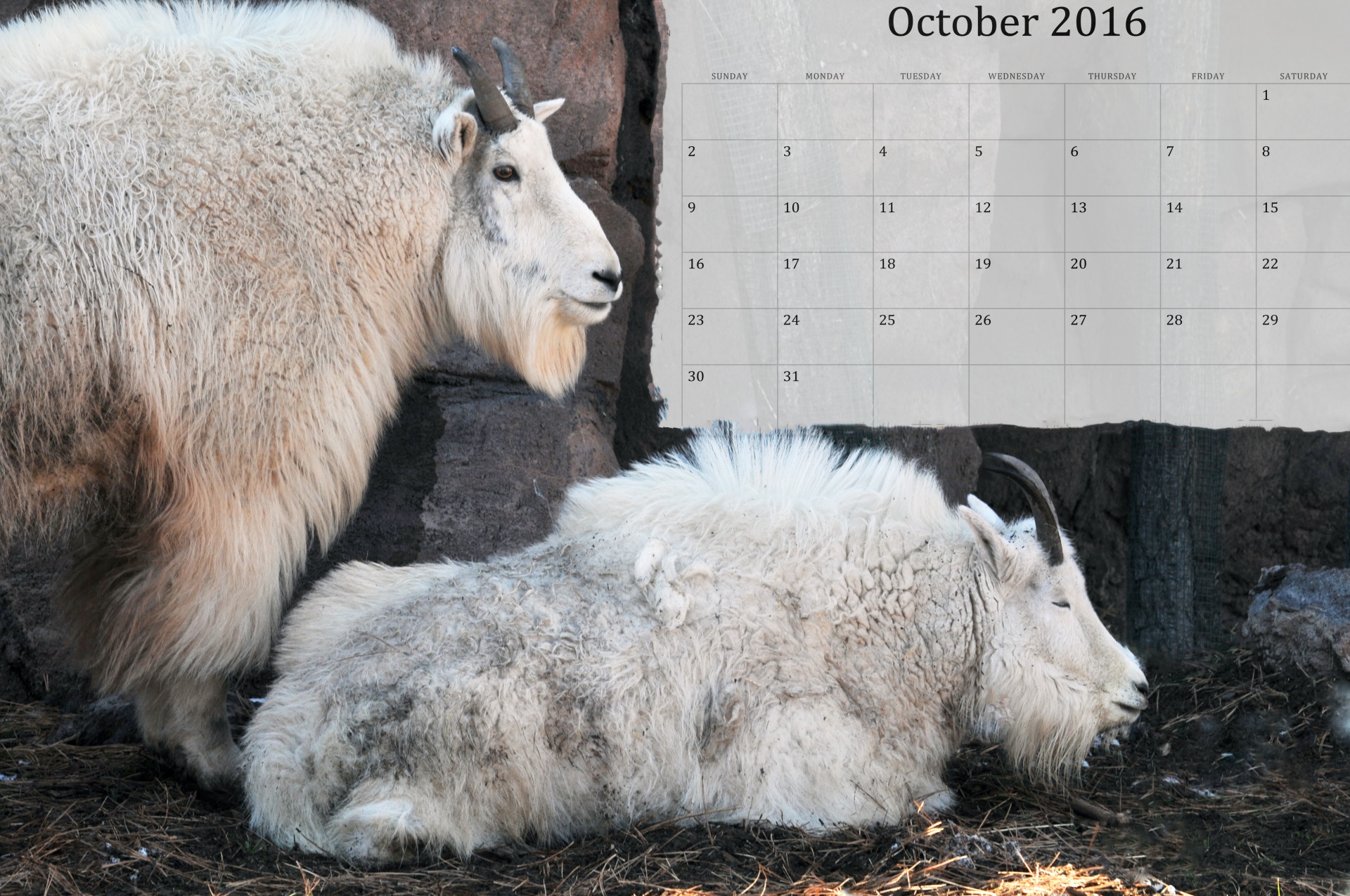 October 2016 Calendar Of Goats