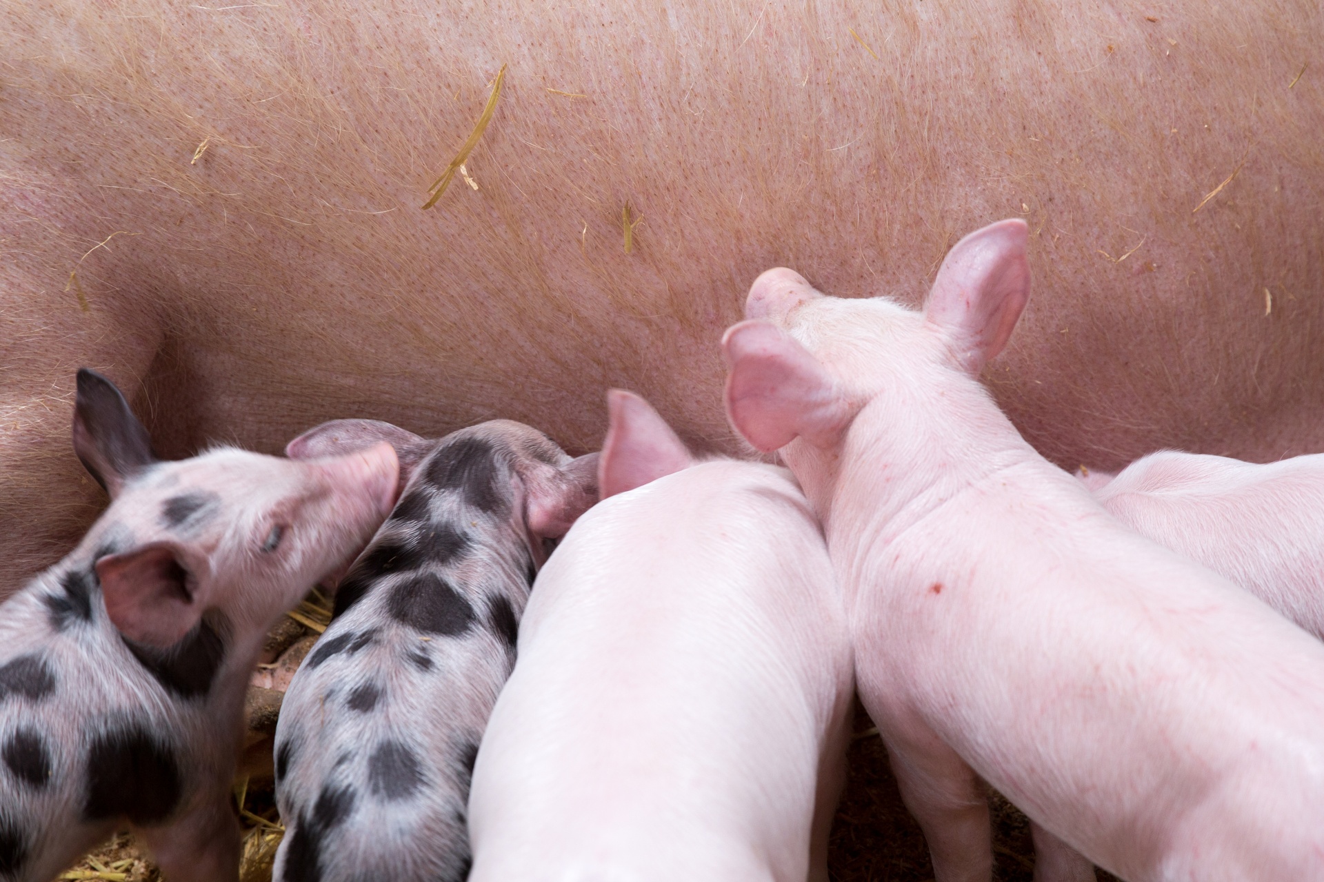 Group of piglets on a farm
