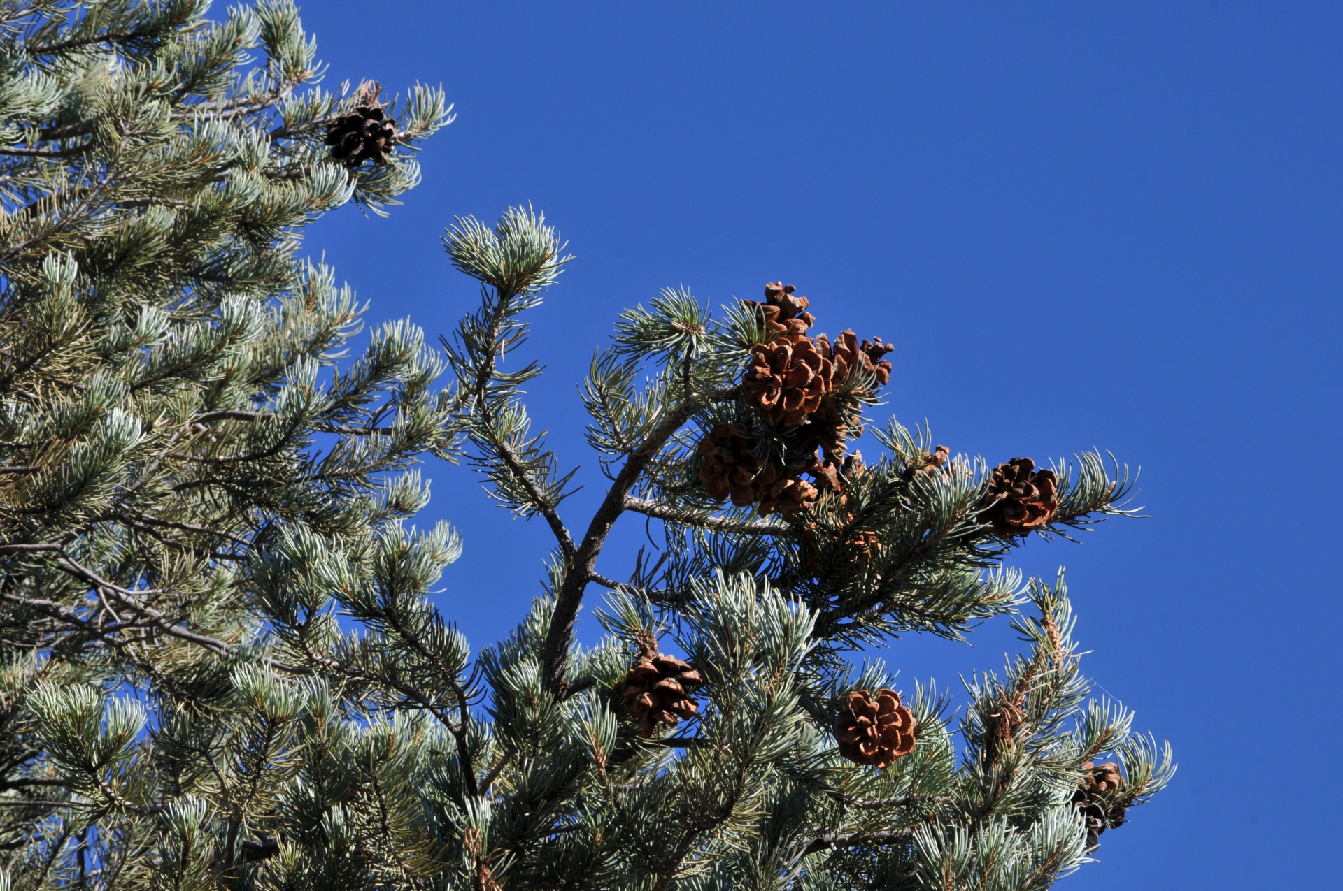 Pine Cones And Blue Sky