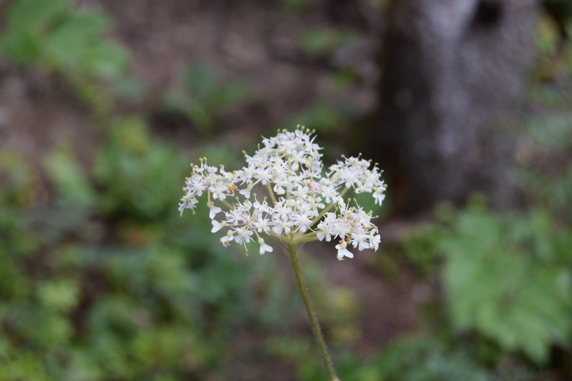 Queen Anne's Lace Wildflowers