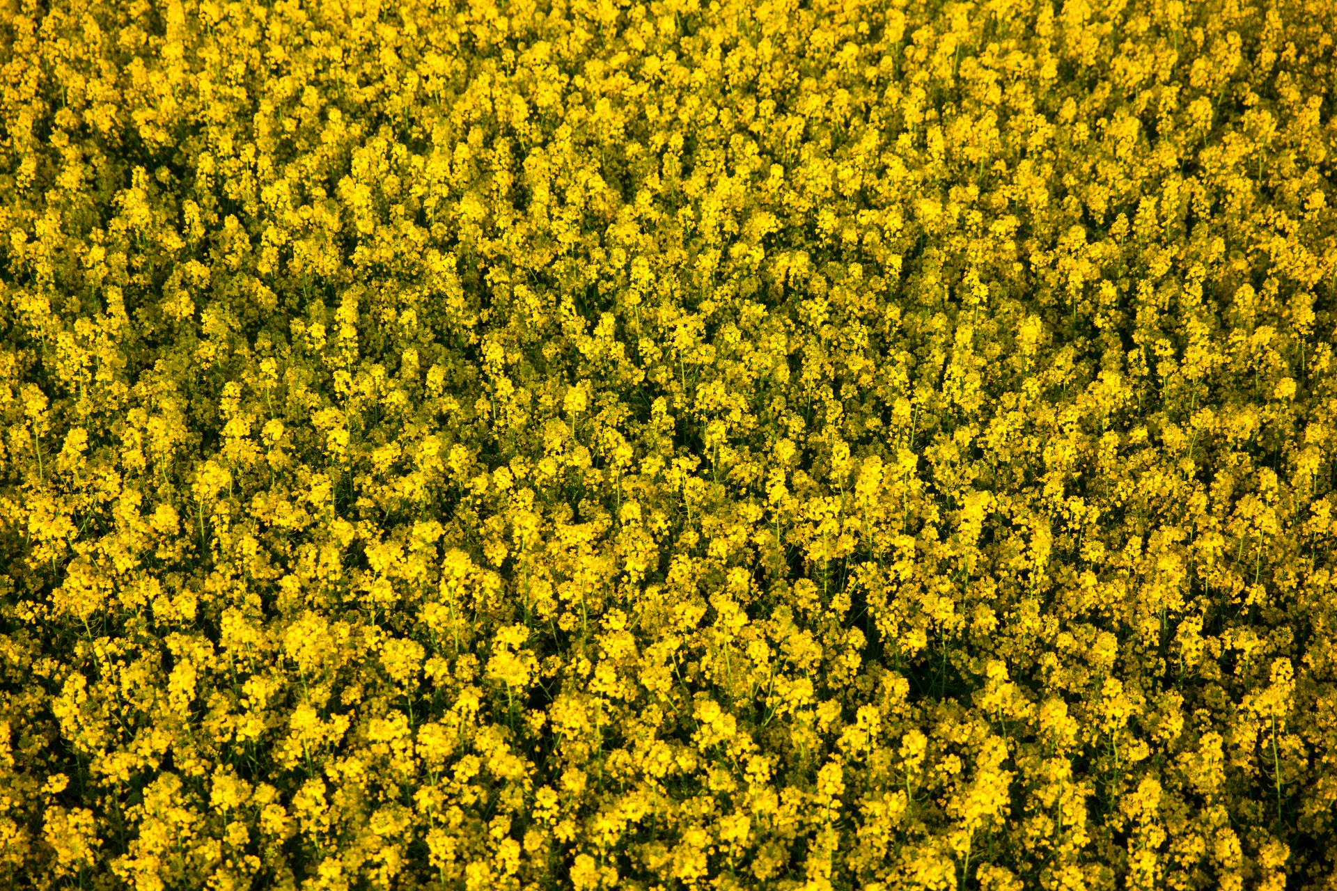 Rapeseed Background