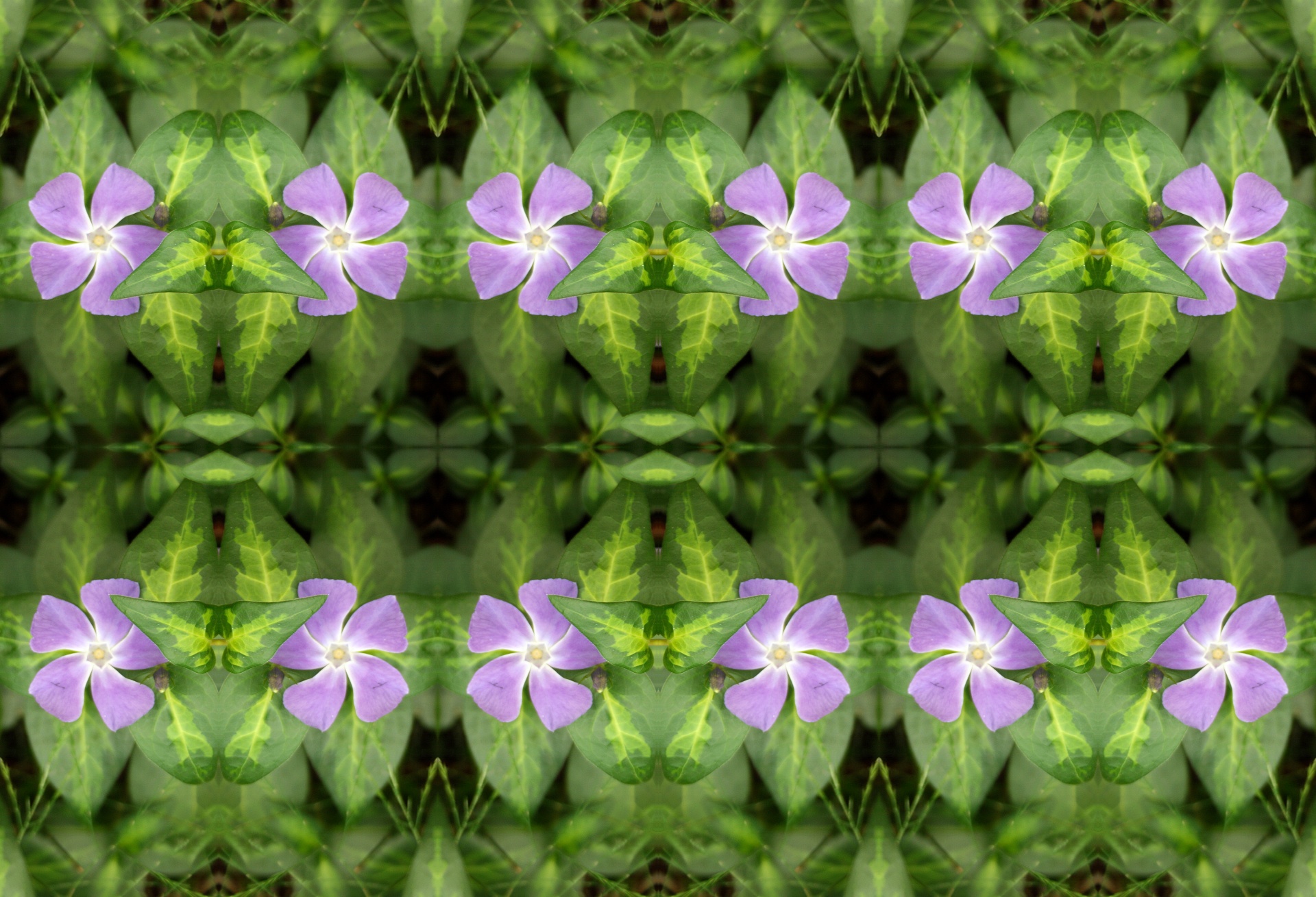 Rows Of Periwinkle Flowers