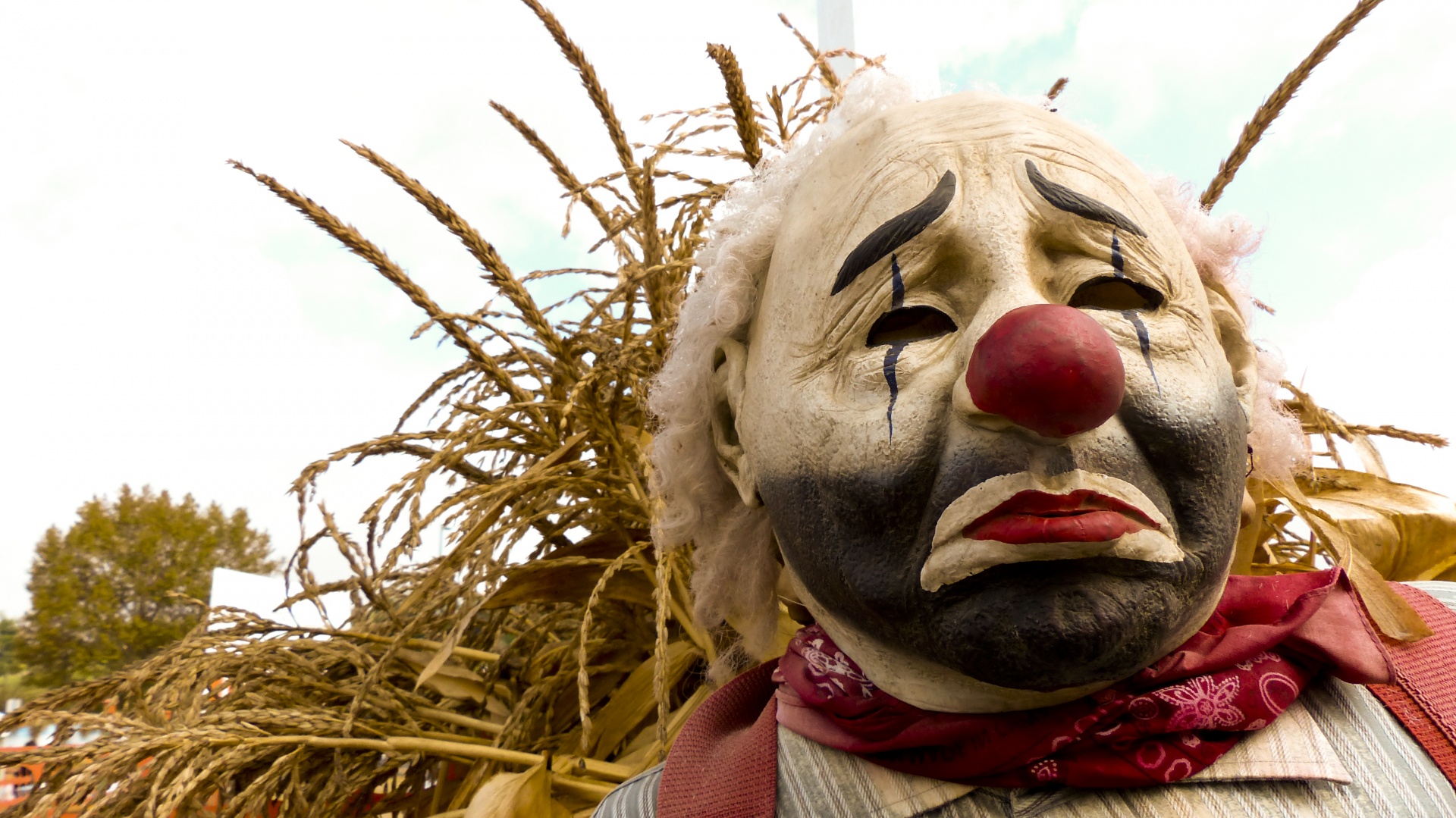 Sad face clown in a corn field at Halloween