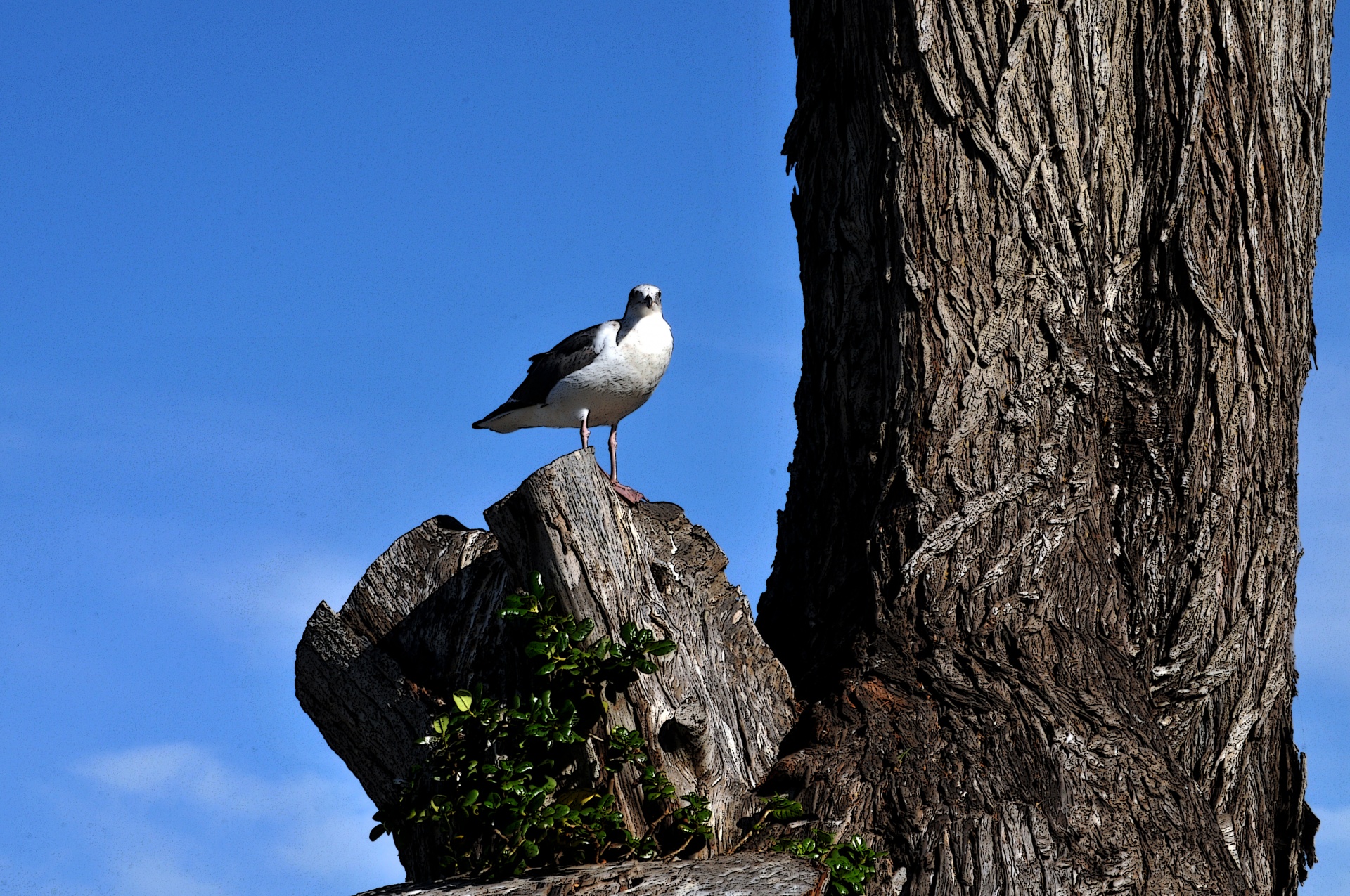Seagull sitting on thick bare trunk of a tree