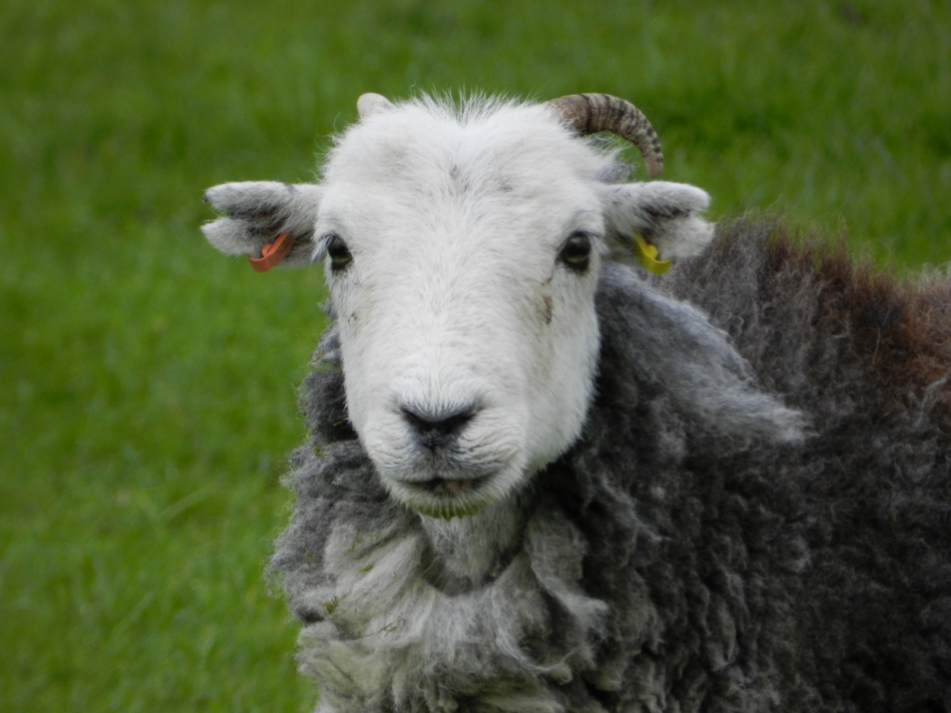 Close up of sheep's head