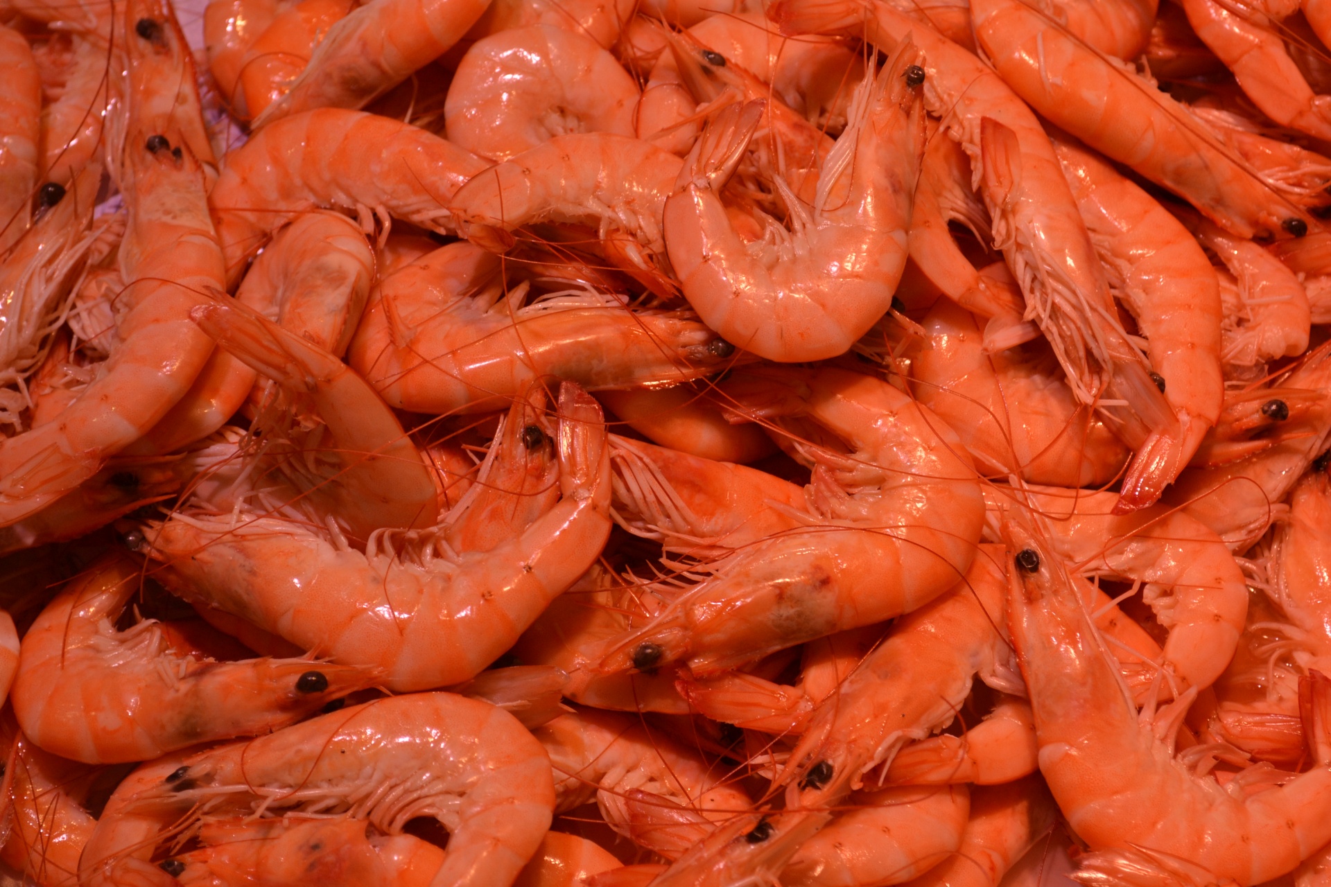 Shrimps Galore