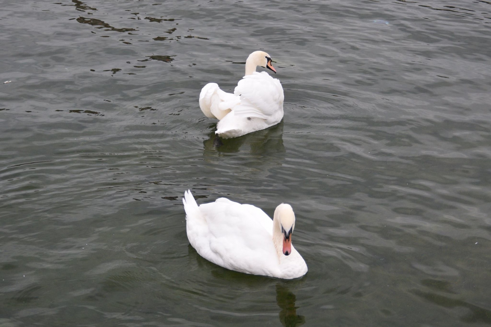 Swans Swimming In The Water