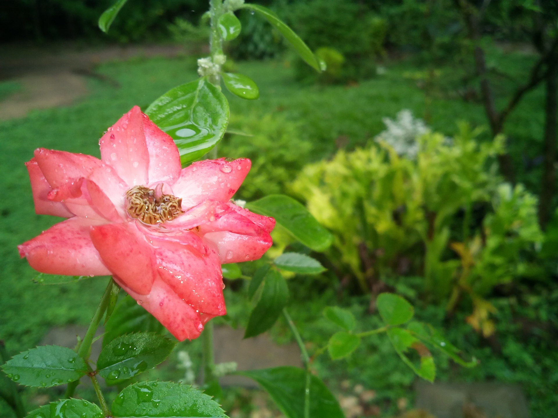Wet Dew Flower Garden