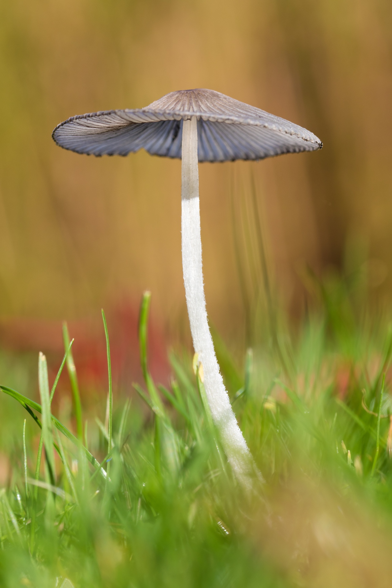 Wild Mushroom In Grass