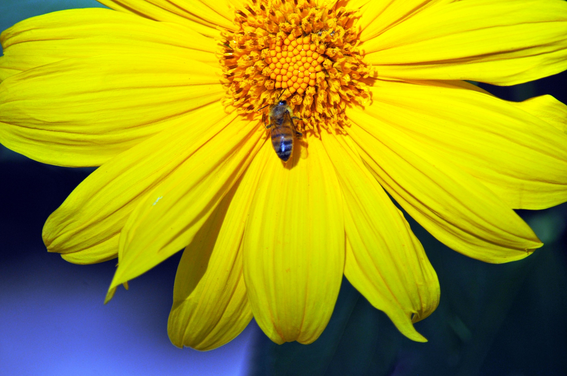 close up of a bumblebee in the center of a large yellow flower