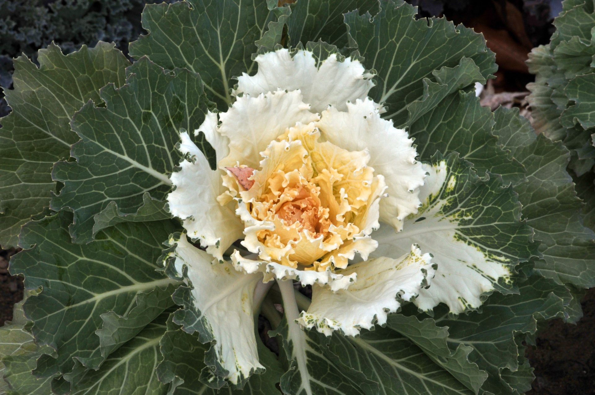 Yellow Leafy Cabbage