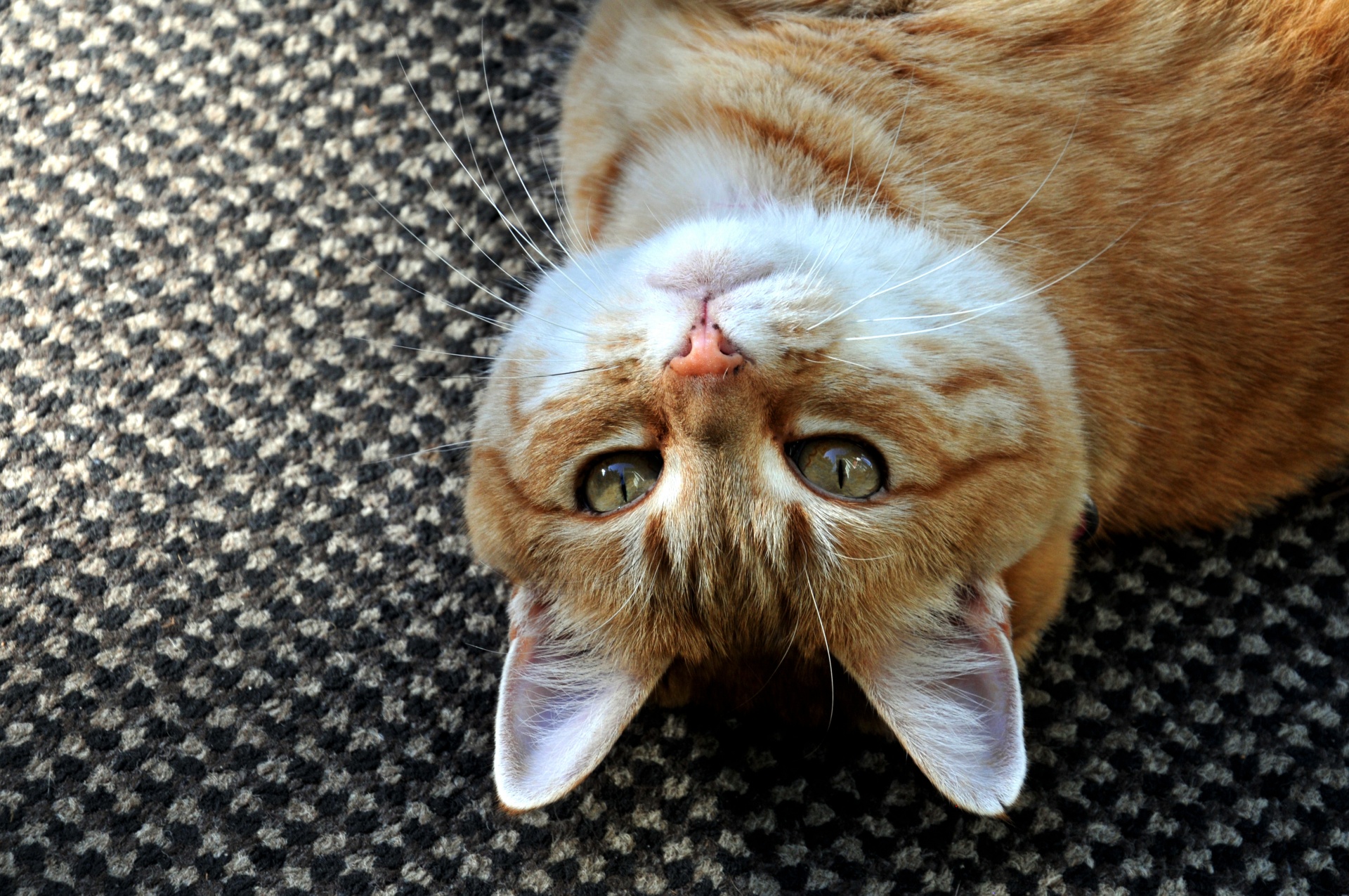 The head of a silly orange tabby cat looking into Camera upside down
