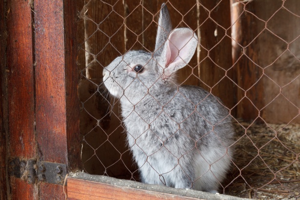 Kanin i en bur Gratis Stock Bild - Public Domain Pictures