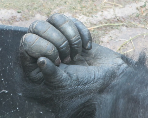 veeg fluit Vooruitgang Gorilla Hand Free Stock Photo - Public Domain Pictures