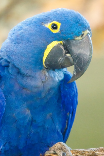 Hyacinth Macaw Free Stock Photo - Public Domain Pictures