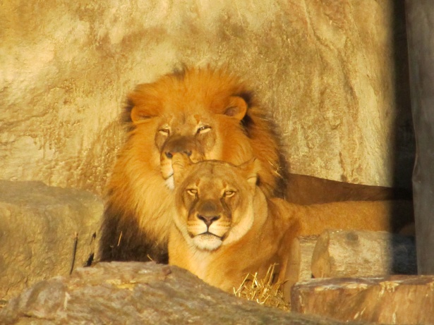 Jungle S King And Queen Free Stock Photo Public Domain Pictures