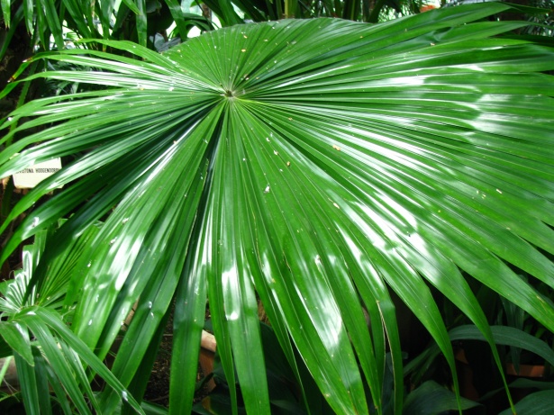 Palm Leaf Free Stock Photo - Public Domain Pictures