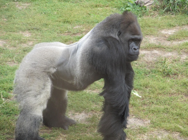 Mascul Gorilla Pozând Poza gratuite - Public Domain Pictures