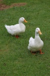 2 White Goose On The Grass