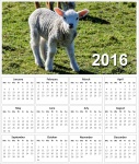 2016 Lamb Calendar