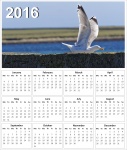 2016 Seagull Calendar
