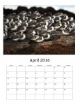 April 2016 Calendar Of Wild Birds