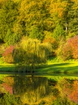 Autumn Trees Reflection