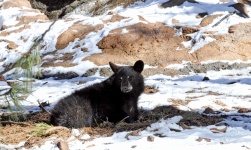 Baby Black Bear In Snow