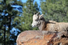 Baby Mountain Goat