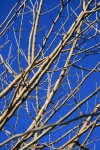 Bare Twigs And Branches