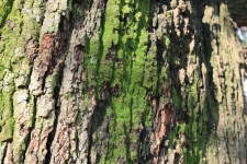 Bark With Green Moss