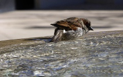 Bird In Fountain