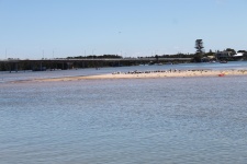 Bird Island On The Lagoon