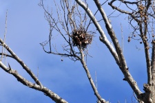 Bird Nest In Tree