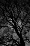 Black And White Tree Silhouette